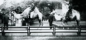 Montant des chameaux ornés pour les célébrations du Jour de la Paix, 19 juillet 1919
